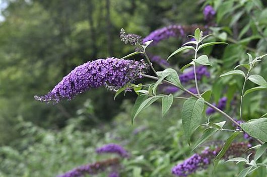 Invasive Neophyten, Unkrautbekämpfung, Abflammgerät