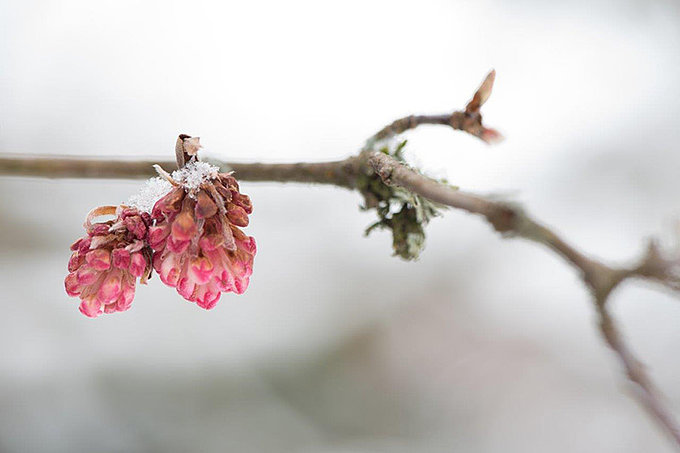 Sträucher schneiden im Winter, Winterschnitt