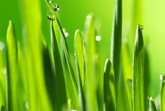 Ihr Gartenbaubetrieb in der Region Mühleberg, Laupen, Neuenegg, Murten, Wohlen, Bern, Biel. Kompetent in den Bereichen Bepflanzungen, Neuanlagen, Planung, Friedhofpflege, Kübelpflanzen überwintern, Gartenpflege, Rasen mähen, Rollrasen, Baumschitt, Winterschnitt, Cortenstahl, Saibro, Zäune, Hebebühne, Rasenpflege, schöner und grüner Rasen