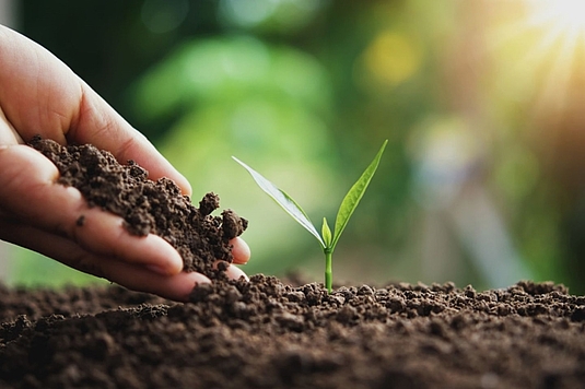 Pflanzenschutz, Pflanzenstärkung und Gartenpflege Kuster Gärten AG Mühleberg bei Bern