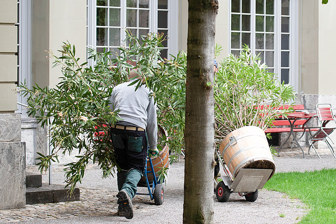 Pflege Kübelpflanzen Überwinterung Kübelpflanzen Region Bern und Mühleberg