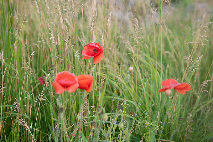 Biodiversität im Garten