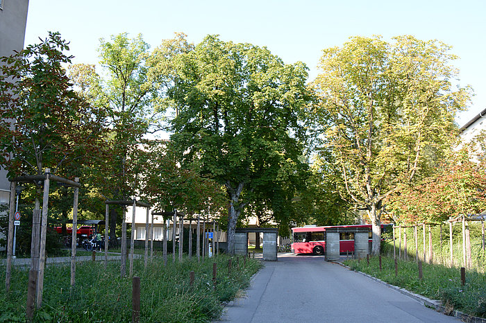 Loryspital, Bern, Baumpflanzung, Wiese, Zufahrt, Parkplatz