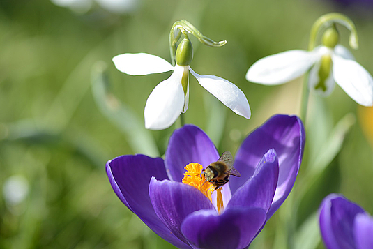 Biodiversität und naturnahe Gartenpflege Kuster Gärten AG Mühleberg bei Bern