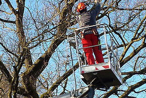 Ihr Gartenbaubetrieb in der Region Mühleberg, Laupen, Neuenegg, Murten, Wohlen, Bern, Biel. Kompetent in den Bereichen Bepflanzungen, Neuanlagen, Planung, Friedhofpflege, Kübelpflanzen überwintern, Gartenpflege, Rasen mähen, Rollrasen, Baumschitt, Winterschnitt, Cortenstahl, Saibro, Zäune, Hebebühne, Aerolift