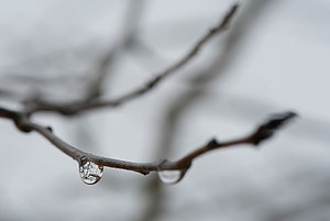 Ihr Gartenbaubetrieb in der Region Mühleberg, Laupen, Neuenegg, Murten, Wohlen, Bern, Biel. Winterschnitt, Rosenschnitt, Baumschnitt, Stauden schneiden, Rasen mähen, lauben, giessen