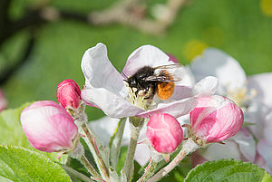 Ihr Gartenbaubetrieb in der Region Mühleberg, Laupen, Neuenegg, Murten, Wohlen, Bern, Biel. Wildbiene und Partner, Bienenhotel, Biodiversität