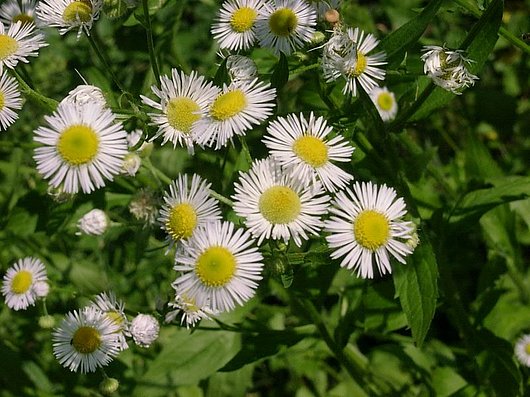 Ihr Gartenbaubetrieb in der Region Mühleberg, Laupen, Neuenegg, Murten, Wohlen, Bern, Biel. Kompetent in den Bereichen Bepflanzungen, Neuanlagen, Planung, Friedhofpflege, Kübelpflanzen überwintern, Gartenpflege, Rasen mähen, Rollrasen, Baumschitt, Winterschnitt, Cortenstahl, Saibro, Zäune, Hebebühne