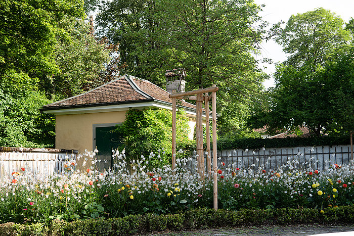 Schloss Bümpliz, Park, Rosenranken
