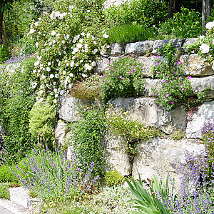 Natursteinmauer mit Polsterstauden, Bepflanzung