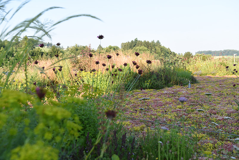 Dachgarten naturnaher Gartenbau Bern