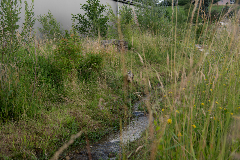 Naturnaher Gartenbau Bern