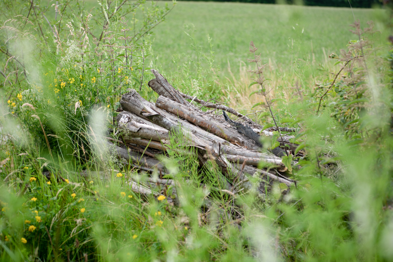 Biodiversität und naturnaher Gartenbau Bern