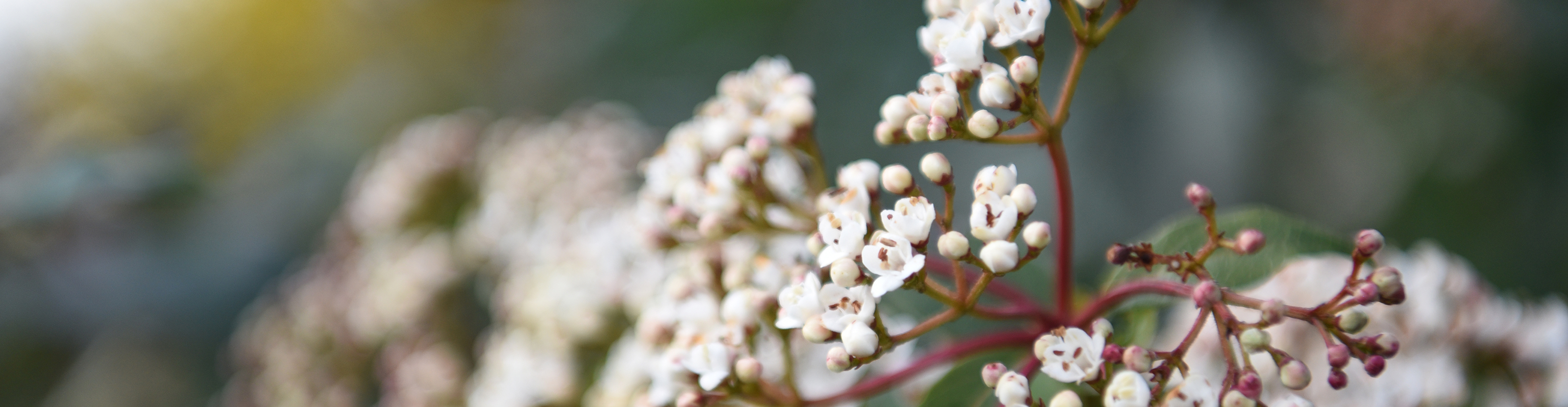 Gartenbau und Gartengestaltung Mühleberg bei Bern