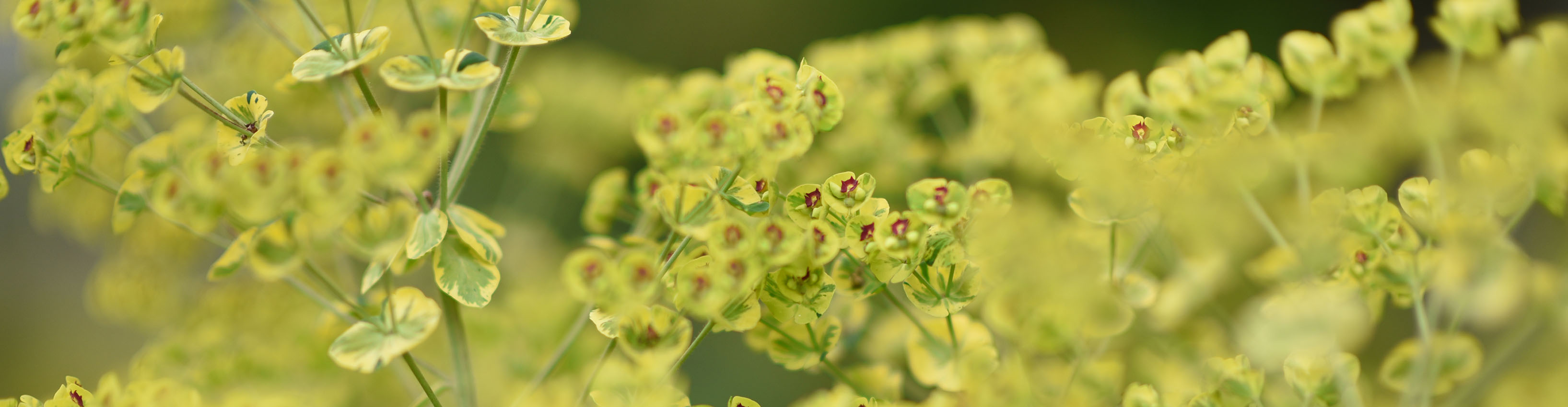 Gartenmöbel Edith Anderegg Feuerring und Flammkraft