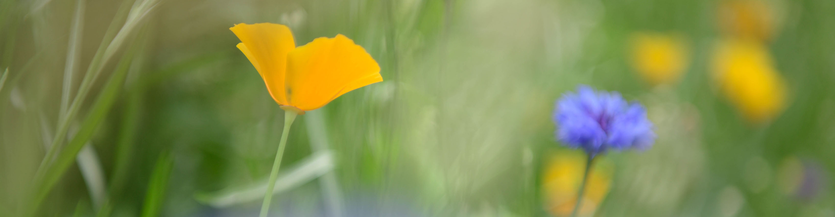 Gartenplanung und Gartenarchitektur Bern