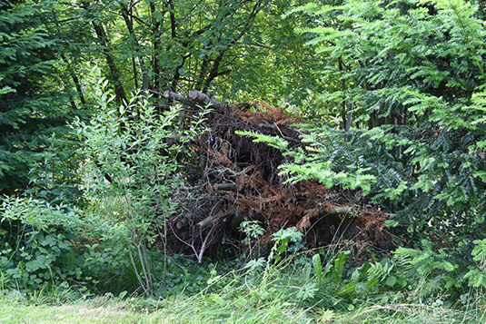 Asthaufen Biodiversität Kuster Gärten AG