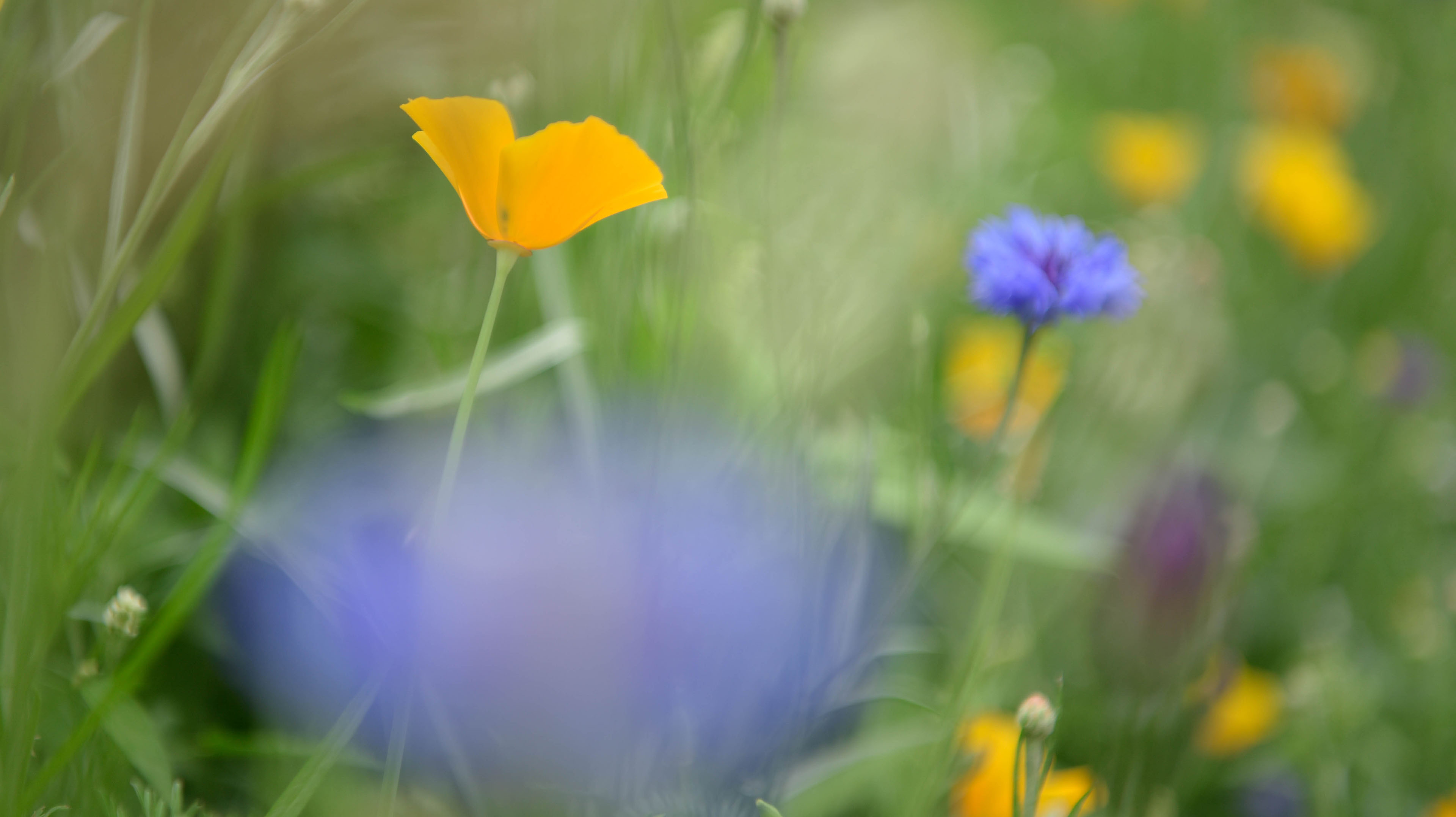 Gartenbau und Gartengestaltung Bern